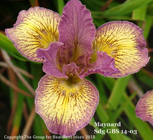 Maynard Sdg GBS 14-03 (3)